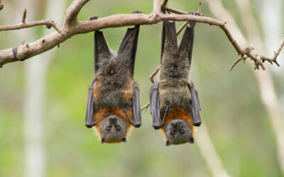 Two Fruit Bats
